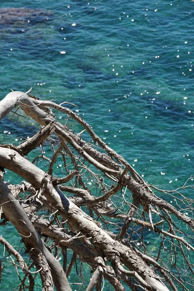 Vertical Closeup Shot Dead Tree Sea Costa Brava Spain — Stock Photo, Image