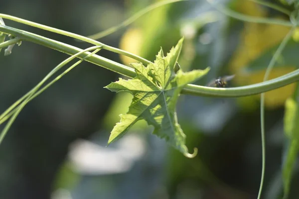 Küçük Yeşil Bir Cnidoscolus Aconitifolius Yaprağının Makro Çekimi — Stok fotoğraf