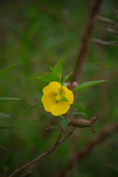 Bahçedeki Sarı Ludwigia Çiçeğinin Yakın Çekimi — Stok fotoğraf