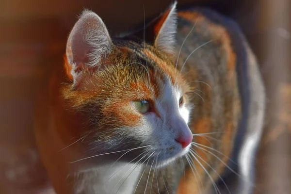 Eine Schöne Aufnahme Einer Süßen Katze Sonnenlicht — Stockfoto