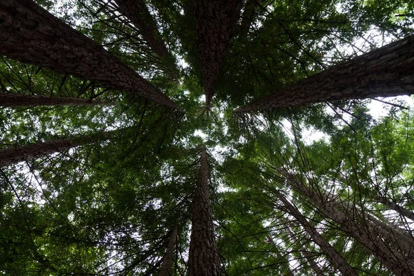 Plan Faible Angle Une Forêt Verte Pendant Journée Été — Photo