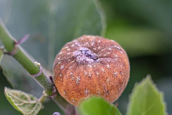 Eine Nahaufnahme Einer Von Pilzerkrankungen Infizierten Birnenfrucht Obstgarten — Stockfoto