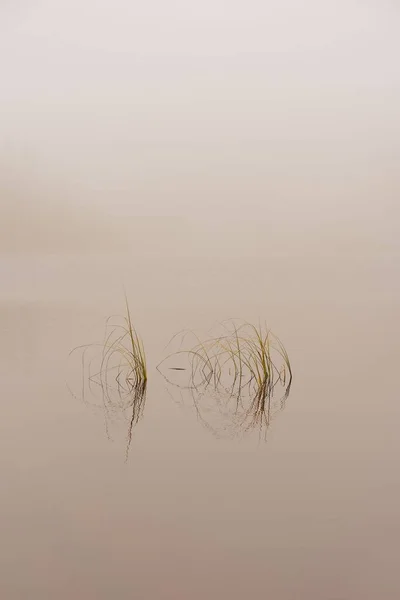 湖中生长的水草的垂直拍 — 图库照片