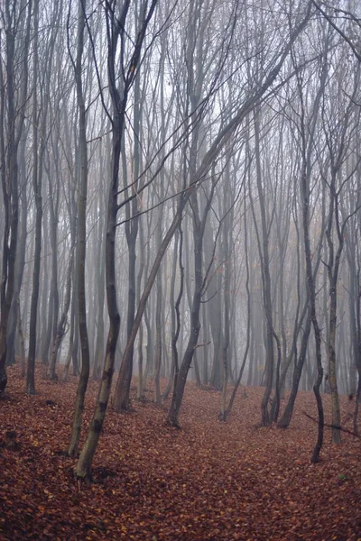 霧に覆われた天候の間の葉のない木の垂直方向の眺め — ストック写真