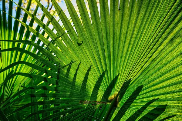 Крупный План Красивых Зеленых Пальмовых Ветвей Против Лучей Солнца — стоковое фото