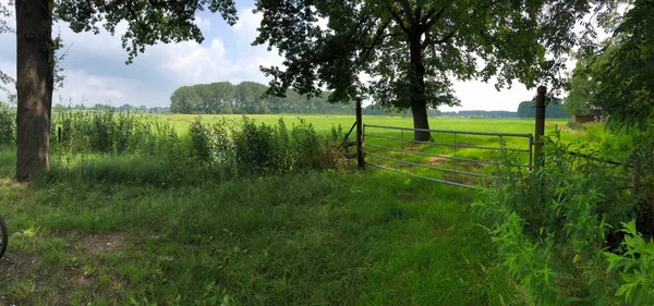 Una Vista Panorámica Exuberante Vegetación Verde Del Campo Con Una —  Fotos de Stock