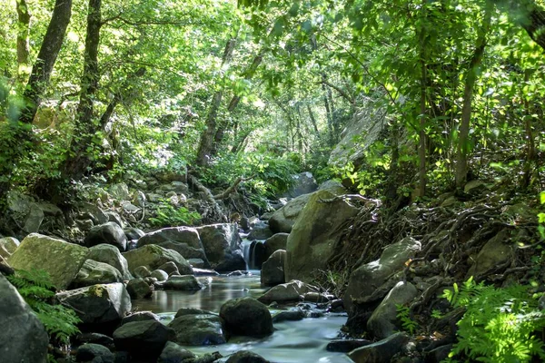 森の中を流れる川の美しい景色 — ストック写真