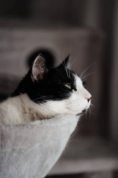 Eine Vertikale Nahaufnahme Einer Schönen Grünäugigen Smoking Katze Beim Entspannen — Stockfoto