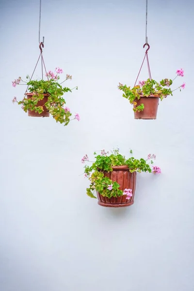 用常春藤粉红花朵与白墙相映成趣的盆栽特写 — 图库照片