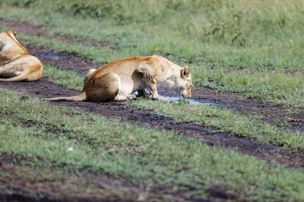 Lioness Drinking Puddle Water Masai Mara Kenya — Stock Photo, Image