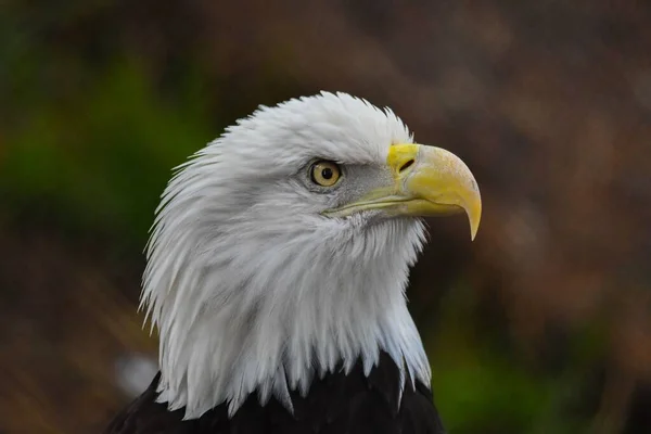 Head Bald Eagle Haliaeetus Leucocephalus — Stock Photo, Image