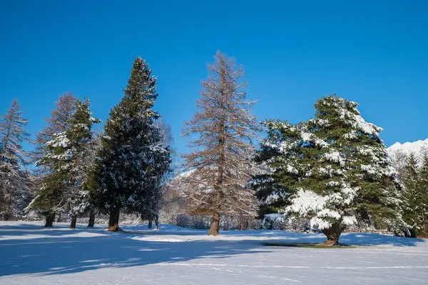 Een Landschappelijk Uitzicht Besneeuwde Bomen Het Bos — Stockfoto