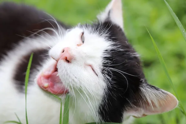 Yawning Black White Cat Field — Stock Photo, Image