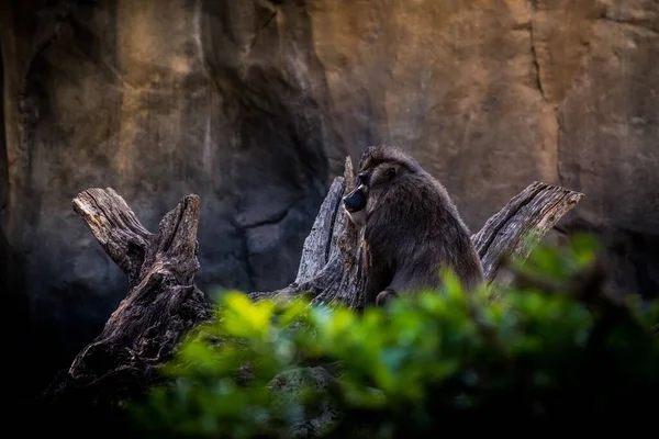Uma Visão Close Por Trás Macaco Com Pele Marrom Descansando — Fotografia de Stock