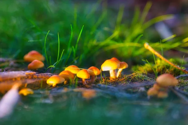 Маленькие Грибы Выращенные Тюрингском Лесу Солнечный День Размытом Фоне — стоковое фото