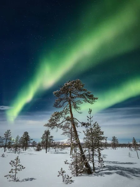 Eine Vertikale Aufnahme Eines Schneebedeckten Baumfeldes Unter Dem Polarlicht — Stockfoto