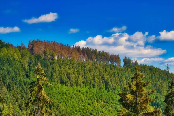 Malowniczy Widok Piękny Las Błękitnym Niebem Tle — Zdjęcie stockowe