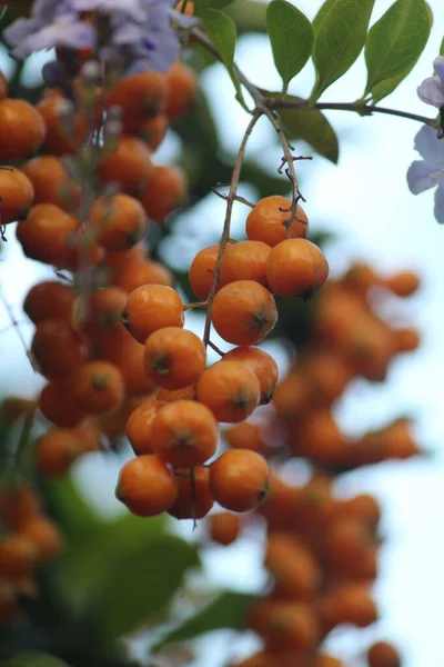 Een Verticaal Close Shot Van Een Groep Persimmon Vruchten Tak — Stockfoto