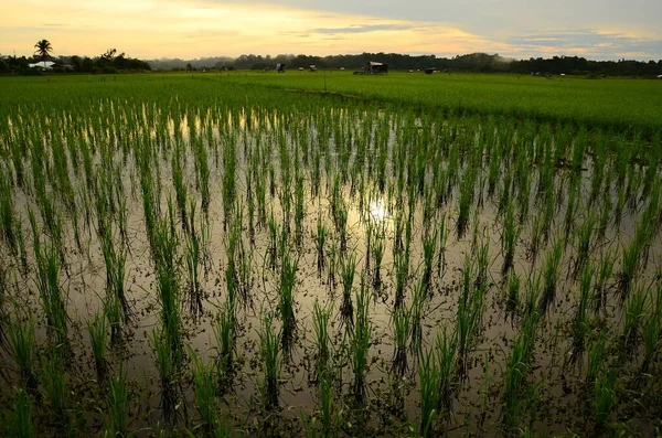 Прекрасный Вид Рисовое Поле Озере Вечером — стоковое фото