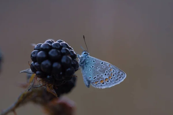 Макро Снимок Синей Бабочки Серебристом Шипе Сидящей Ежевике — стоковое фото