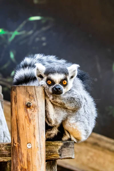 Eine Vertikale Aufnahme Eines Lemurs Der Vorwärts Starrt Während Auf — Stockfoto