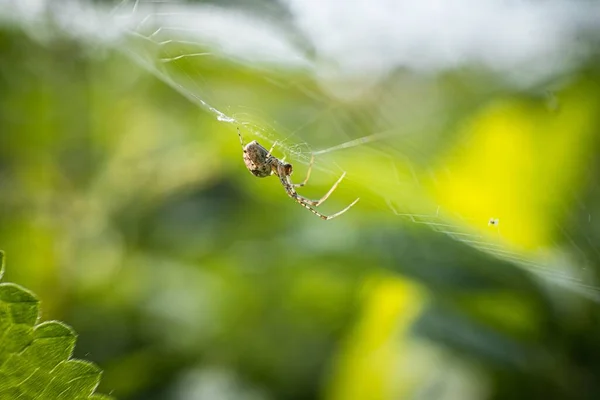 夏の終わりに自分のウェブ上を歩くクモ Araneae の選択的なクローズアップ — ストック写真