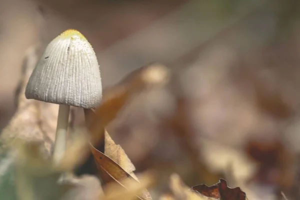 숲에서 자라고 버섯의 — 스톡 사진