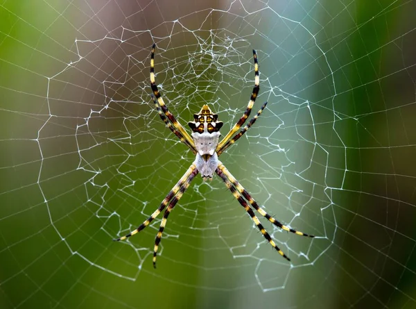 一只黄色花园蜘蛛 Argiope Aurantia 的特写 它在自己的蜘蛛网上行走 — 图库照片