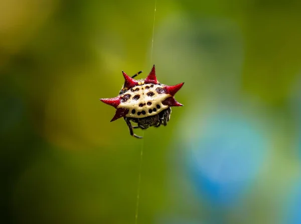 蜘蛛网上有红色尖刺和黑脸的蜘蛛的特写镜头 — 图库照片