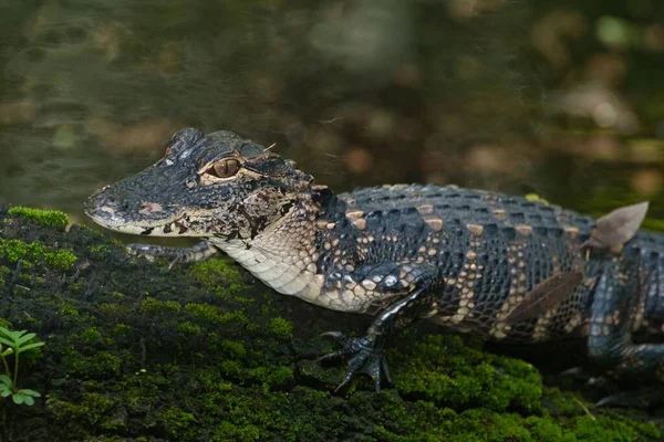 Närbild Liten Alligator Mossig Sten Vid Sjön — Stockfoto