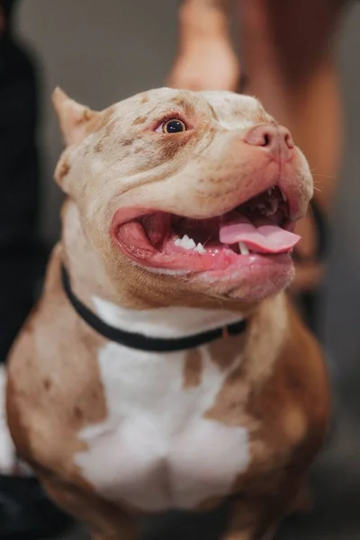 Yan Tarafa Bakan Bir Amerikan Pitbull Terrier Inin Dikey Portresi — Stok fotoğraf