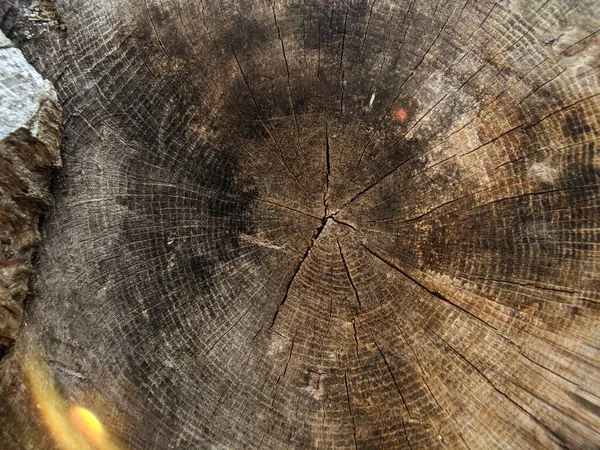 Крупним Планом Знімок Деталей Круглому Дерев Яному Пні — стокове фото