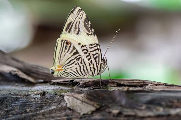 Detailní Záběr Motýla Colobura Mozaikovými Křídly Zebra Větvi Stromu Rozmazaným — Stock fotografie