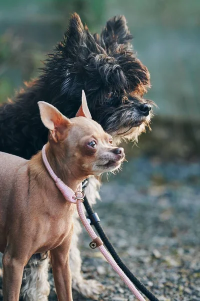 Une Verticale Chihuahua Brun Avec Yorkshire Terrier Noir — Photo