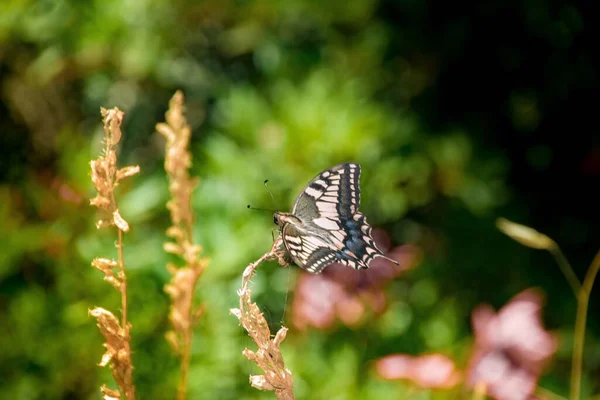 Plan Sélectif Papillon Queue Hirondelle Buvant Partir Une Fleur — Photo