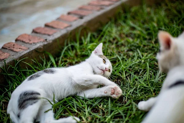 Kanepede Uzanan Tüylü Sevimli Bir Japon Kedi Yavrusunun Seçici Odağı — Stok fotoğraf