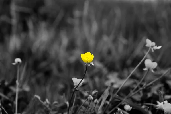 在黑白一片的田野里 一朵黄色的蓝花 — 图库照片