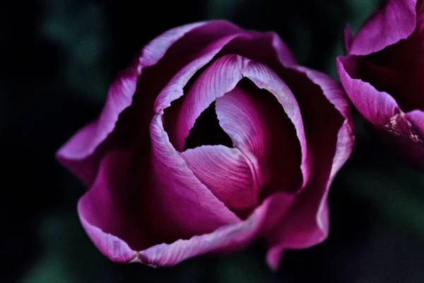 Une Tulipe Hollandaise Rose Rêveuse — Photo
