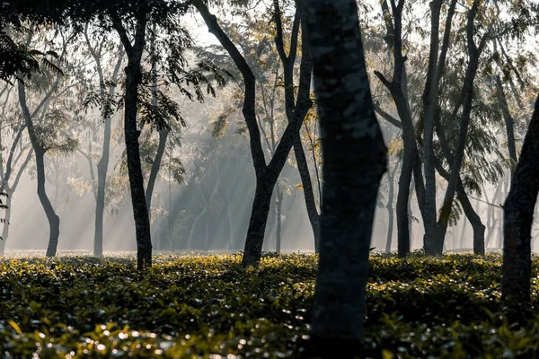 Sluneční Světlo Dopadá Čajovou Zahradu Mlhavého Rána Zimní Ráno Krásné — Stock fotografie