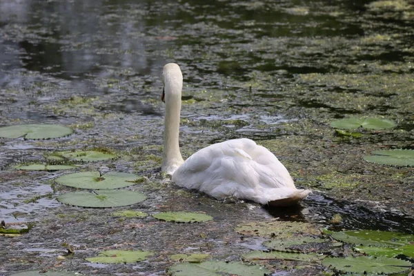 一只优雅沉默的天鹅在荷花覆盖的湖面上的特写 — 图库照片
