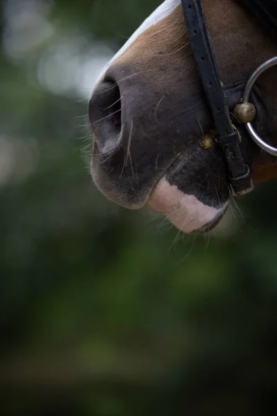 ブリドルと芸術馬の選択 — ストック写真