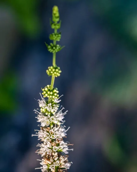 Ένα Όμορφο Κοντινό Πλάνο Μπουμπούκια Και Λουλούδια Ενός Φυτού Μέντας — Φωτογραφία Αρχείου