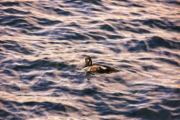 白令海一只野鸭的美丽照片 — 图库照片