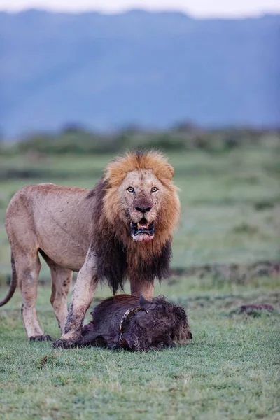 Pionowe Ujęcie Lwa Słynnej Dumy Bagiennej Stojącego Guźcu Zabitego Masai — Zdjęcie stockowe
