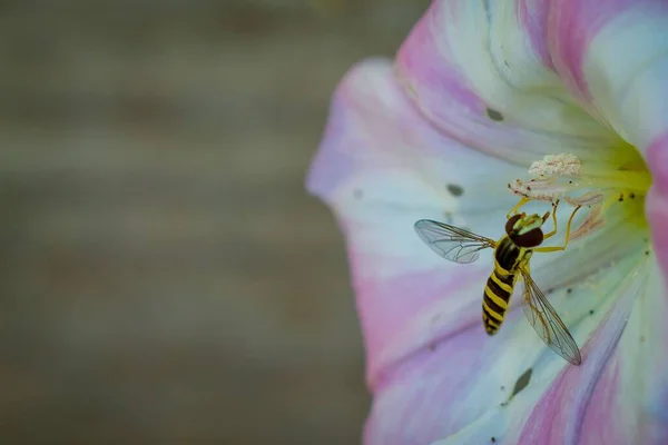 Bulanık Bir Arka Planda Izole Edilmiş Bir Çiçekte Marmelatlı Uçan — Stok fotoğraf