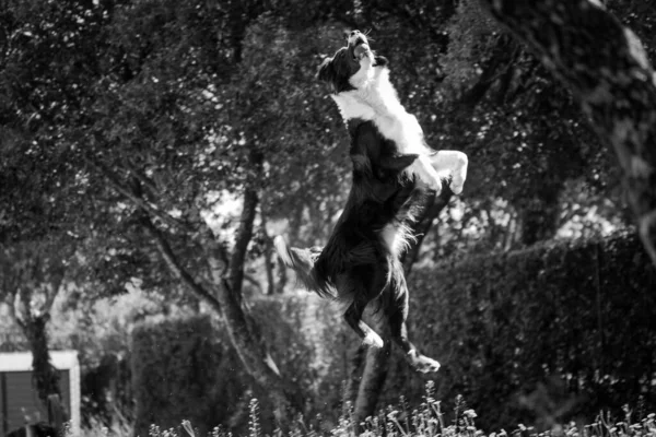 Grayscale Border Collie Canis Lupus Familiaris Jumping High Air Park — Stock Photo, Image