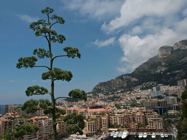 以摩纳哥建筑和高山为背景的美丽植物 — 图库照片