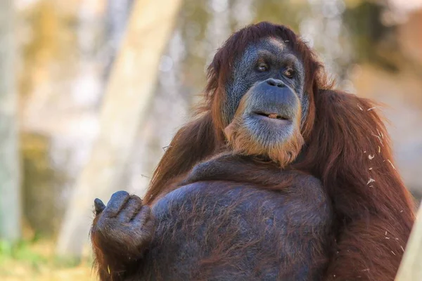 Detailní Záběr Opice Sedící Zoo Rozmazaném Pozadí — Stock fotografie