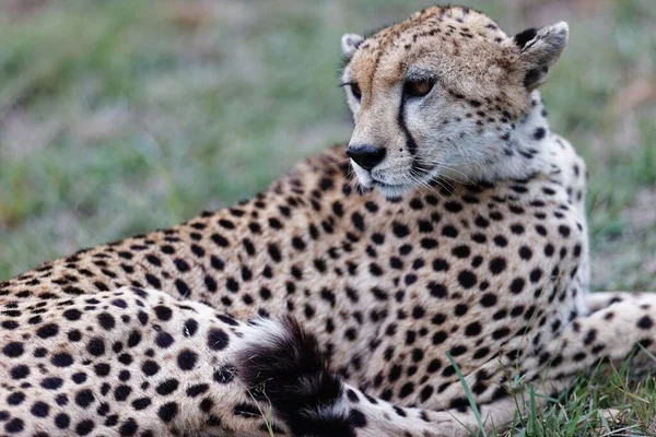 Een Close Van Een Oude Vrouwelijke Cheeta Rustend Masai Mara — Stockfoto