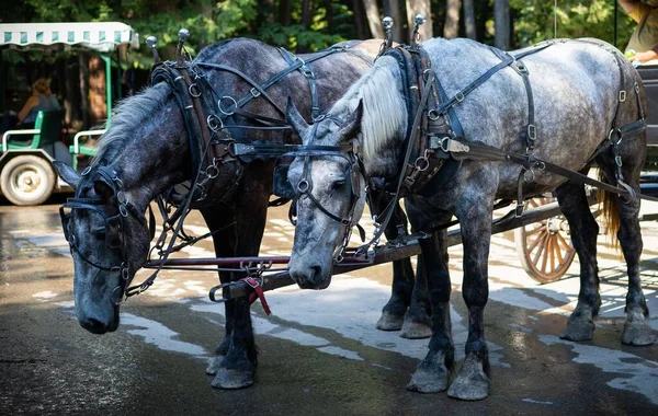 Två Hästar Bundna Till Transporten — Stockfoto